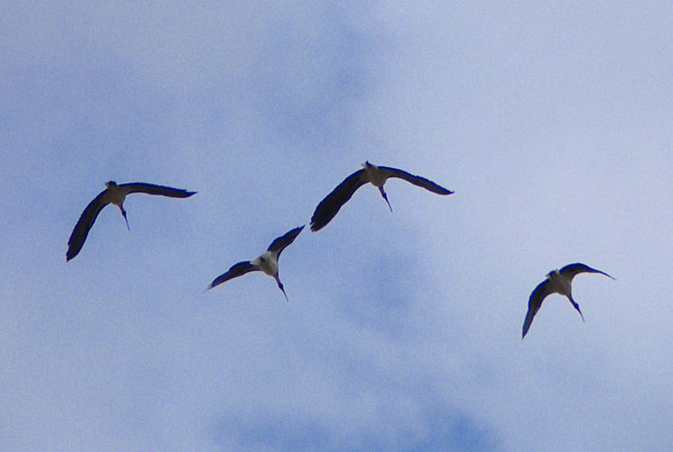 ibis flight 3.jpg - OLYMPUS DIGITAL CAMERA         